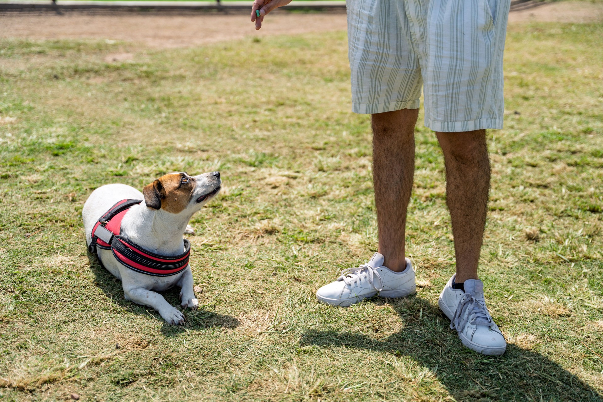 Man training his jack russell terrier dog in the park