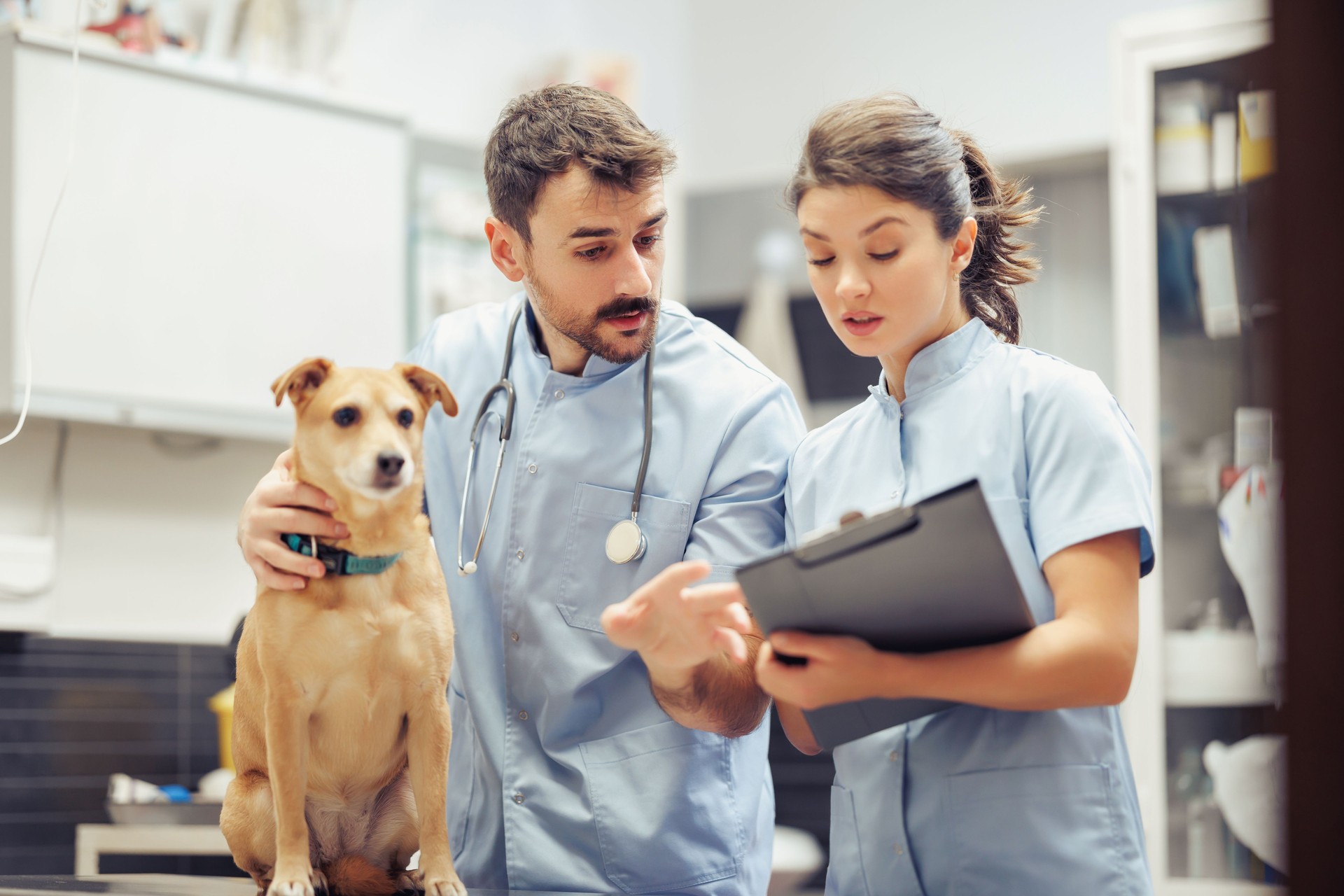 Veterinarians examining a dog at a clinic while discussing treatment options with a digital tablet