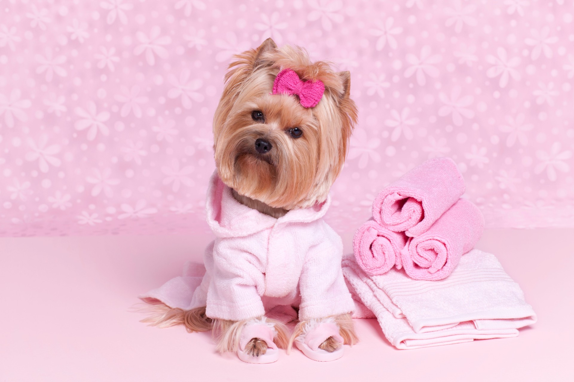 Yorkshire terrier in a pink bathrobe and slippers at the grooming salon spa